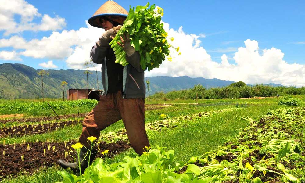 Read more about the article Cara menjual Produk Pertanian Secara Online
